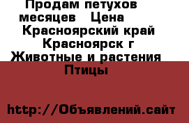 Продам петухов 4-5 месяцев › Цена ­ 400 - Красноярский край, Красноярск г. Животные и растения » Птицы   